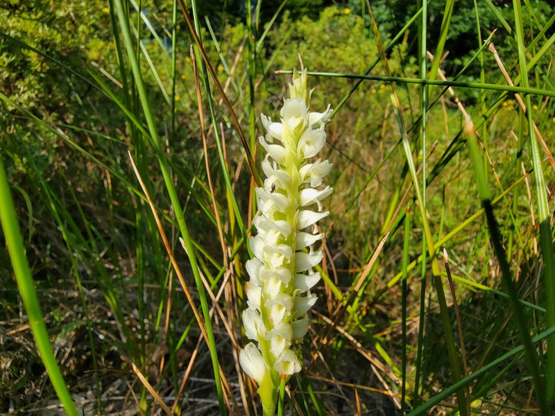 Hooded Lady's Tresses photo 3