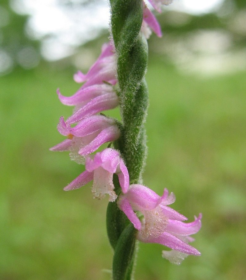 Chinese Lady's Tresses