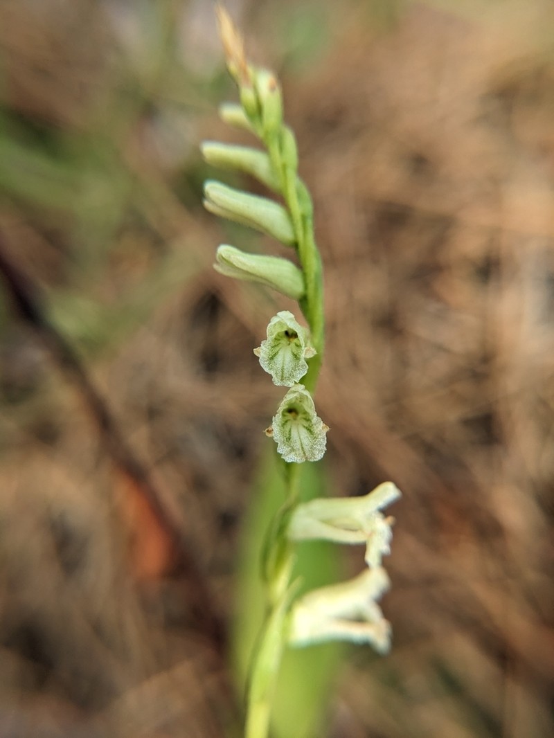Spiranthes sylvatica photo 2
