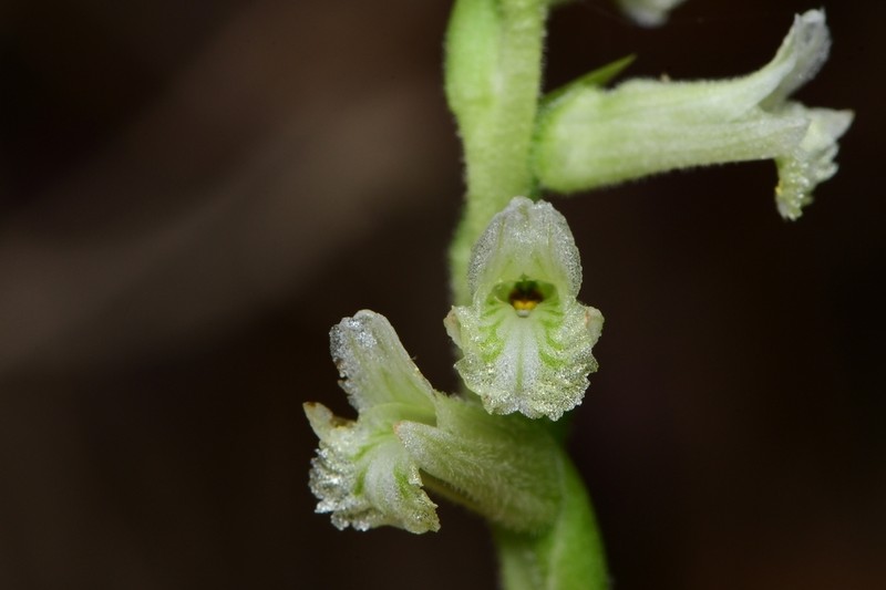 Spiranthes sylvatica photo 3