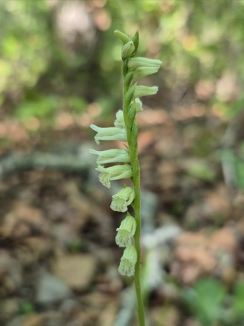 Spiranthes sylvatica photo 4