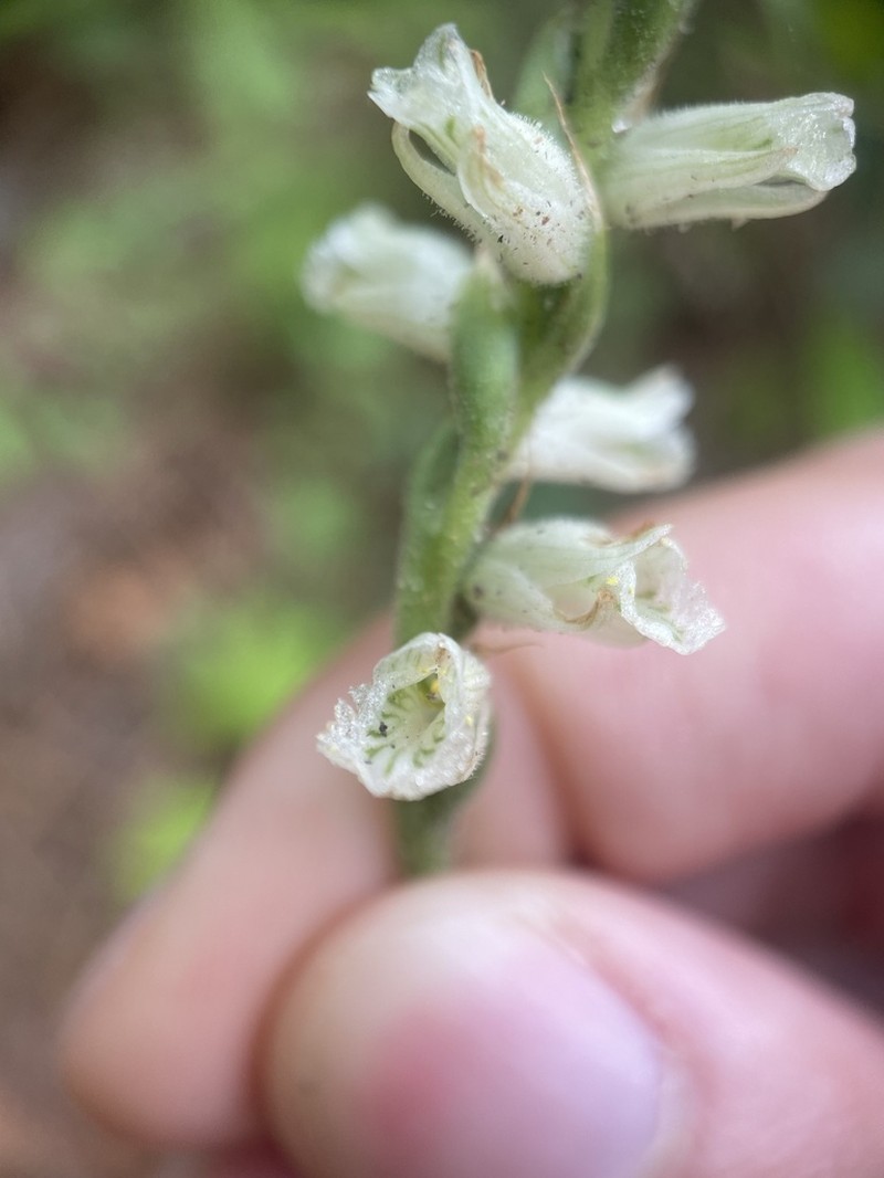 Spiranthes sylvatica photo 5