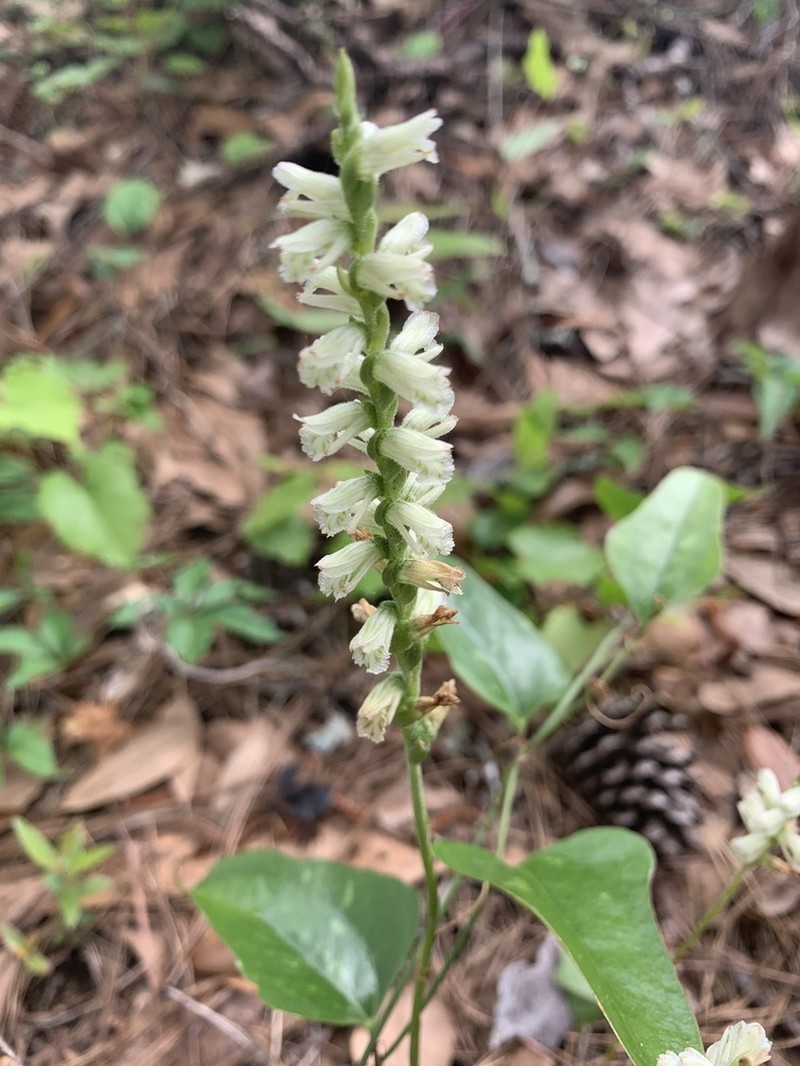 Spiranthes sylvatica photo 6