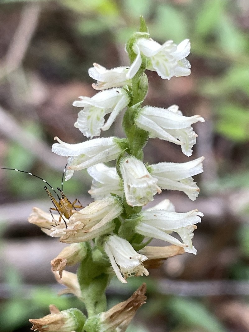 Spiranthes sylvatica photo 7