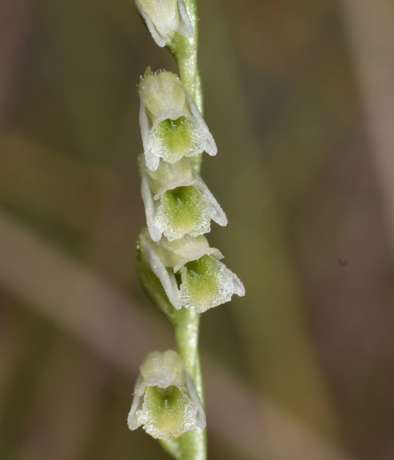 Ames' Lady's Tresses photo 2