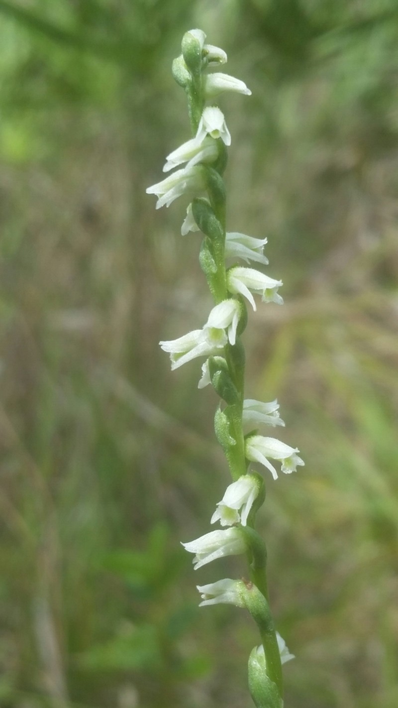 Ames' Lady's Tresses photo 3