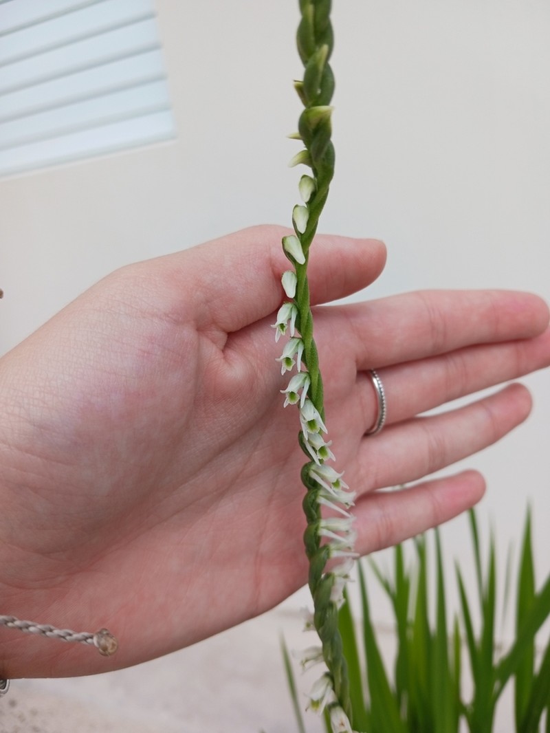 Ames' Lady's Tresses photo 7