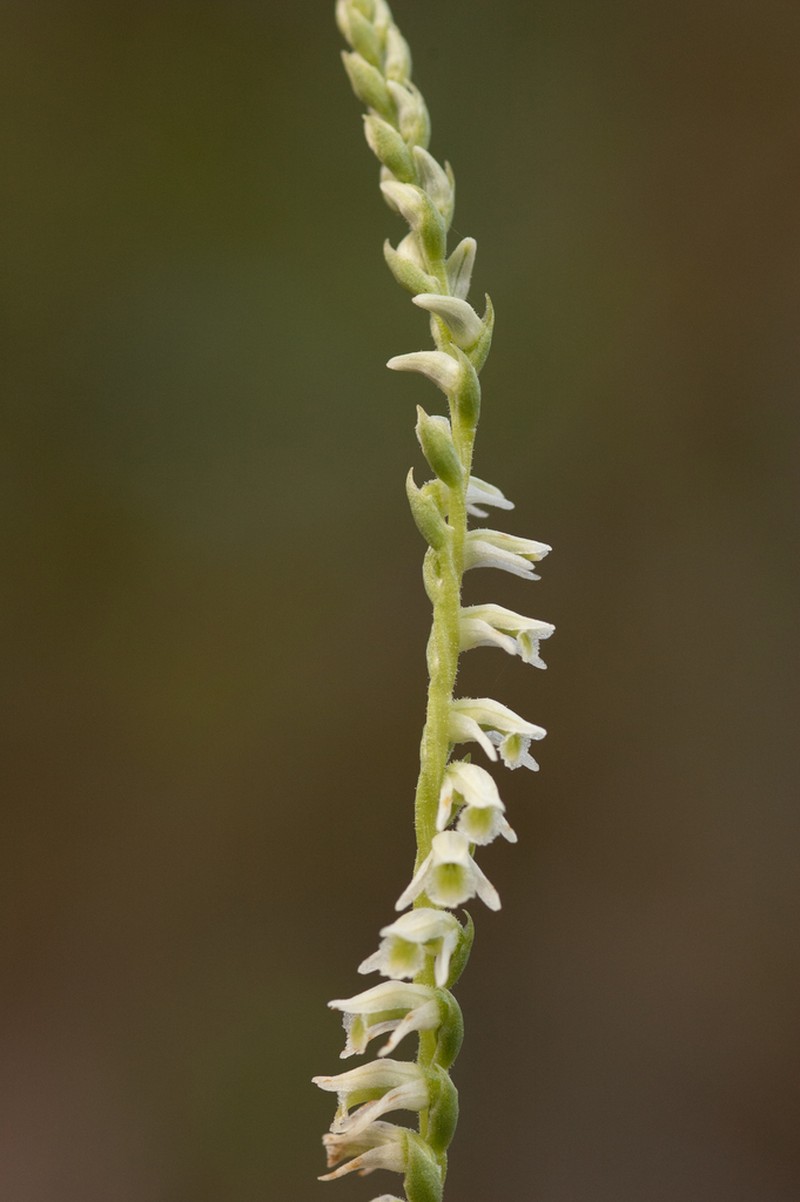 Southern Lady's Tresses photo 5