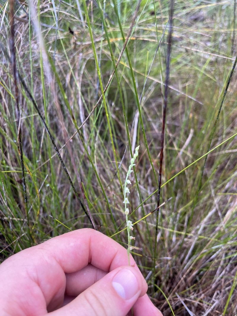 Southern Lady's Tresses photo 6