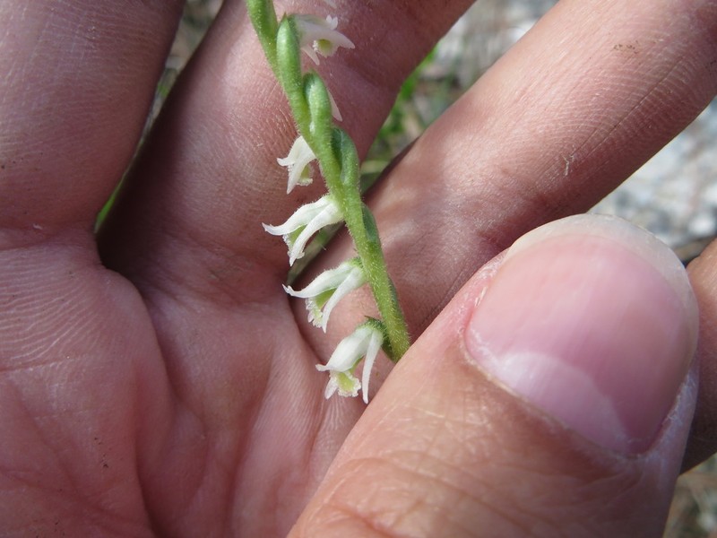Southern Lady's Tresses photo 7