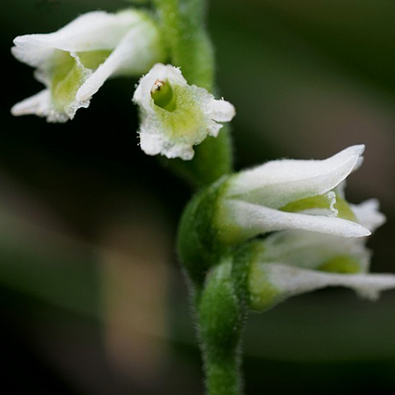Southern Lady's Tresses