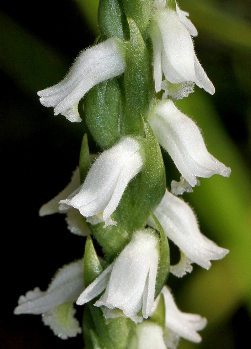 Spiranthes triloba
