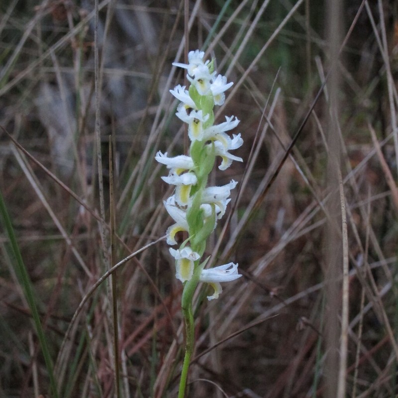 Spiranthes triloba photo 2