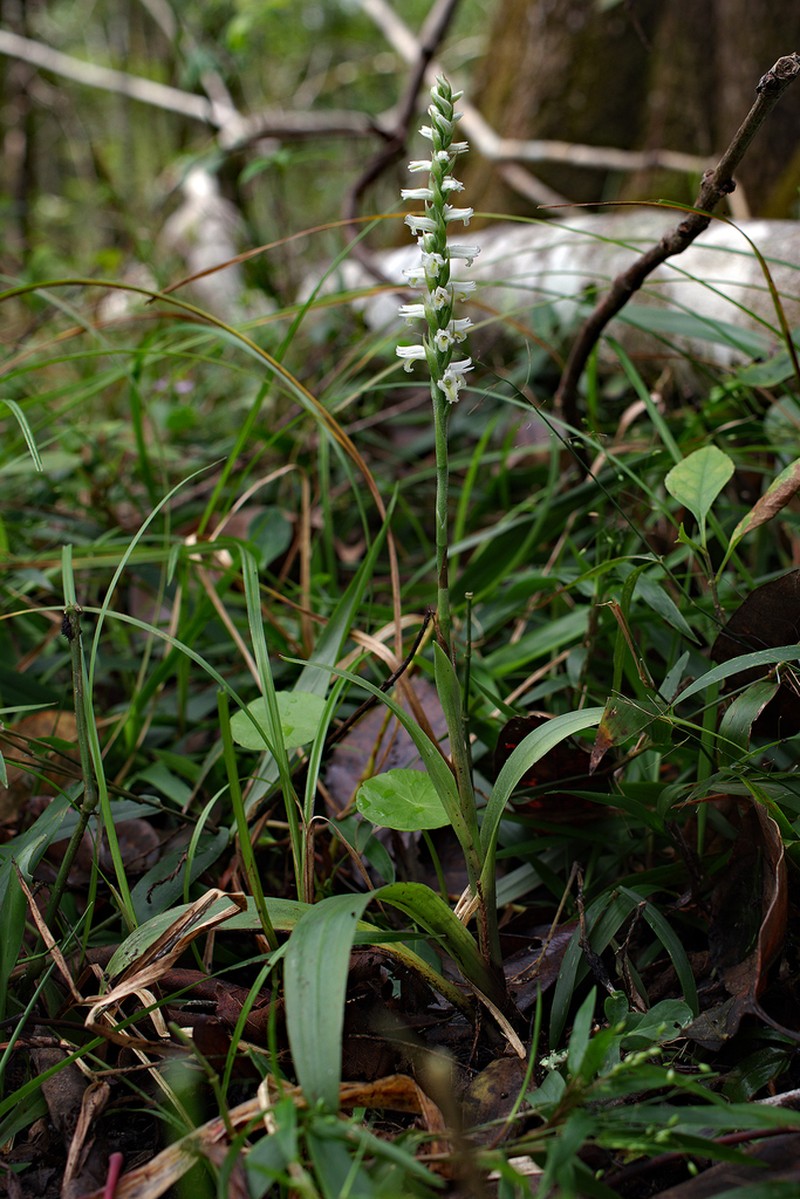 Spiranthes triloba photo 3