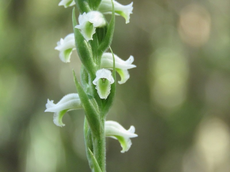 Spiranthes triloba photo 4