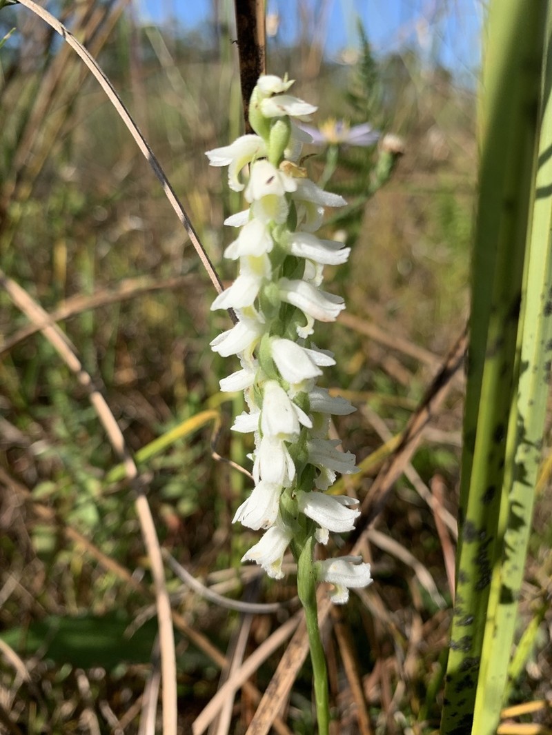 Spiranthes triloba photo 5