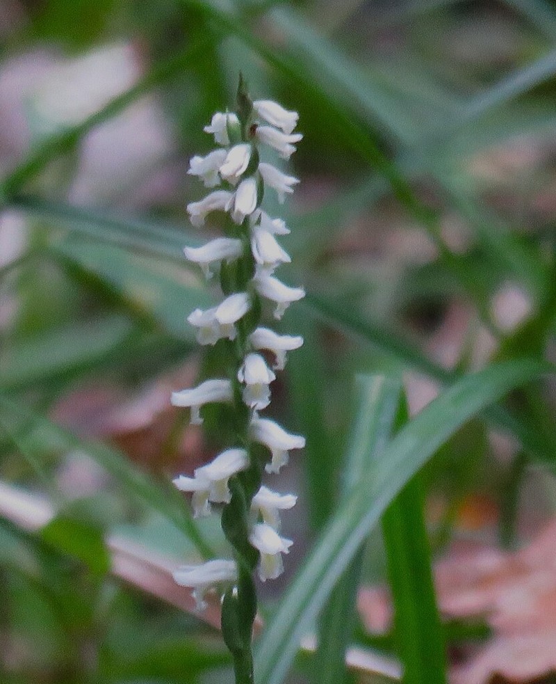Spiranthes triloba photo 6