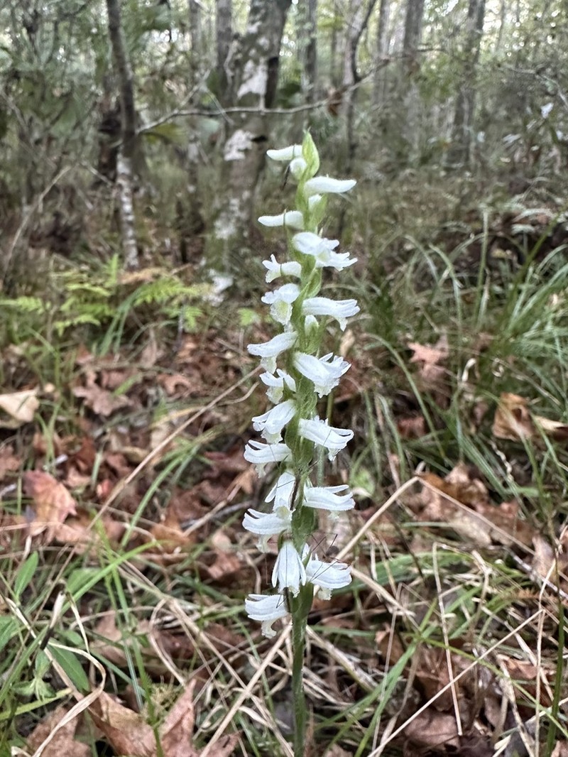 Spiranthes triloba photo 7
