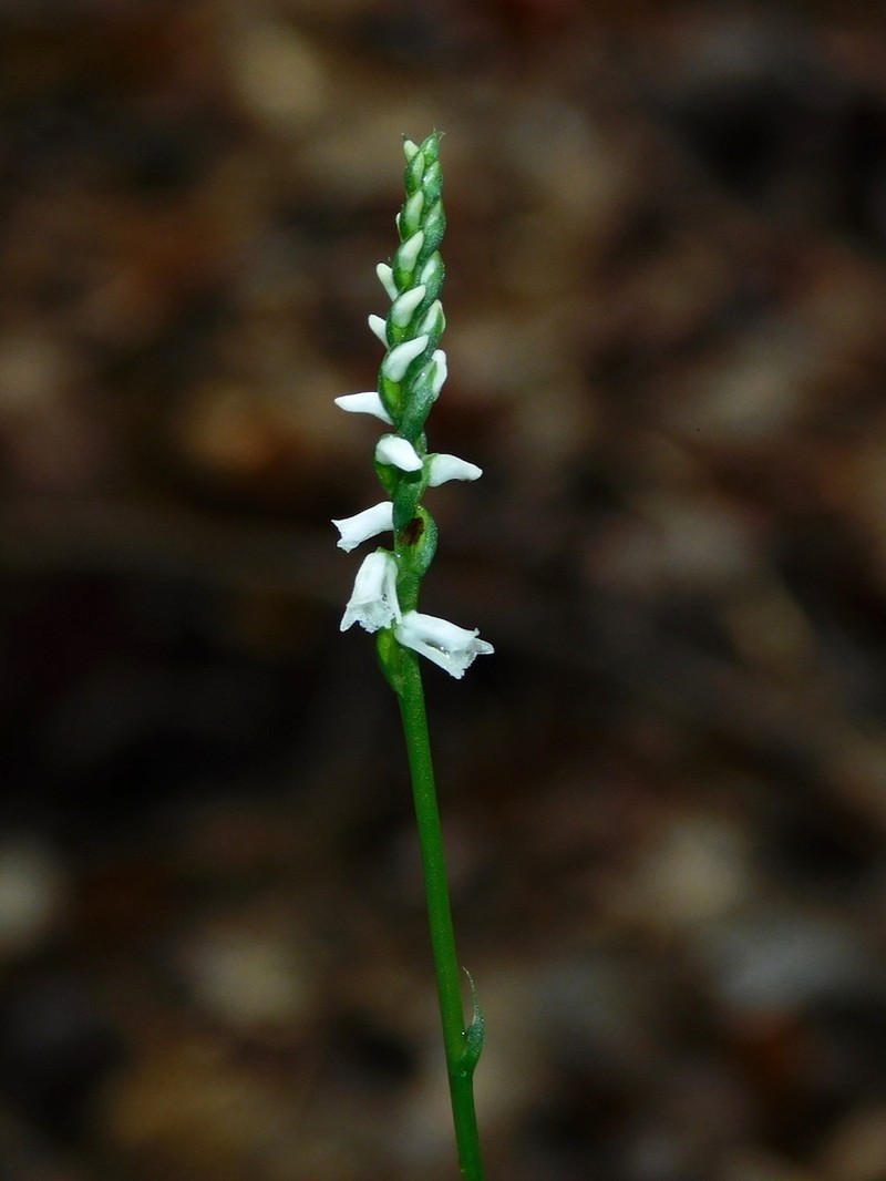 Little Lady's Tresses photo 3