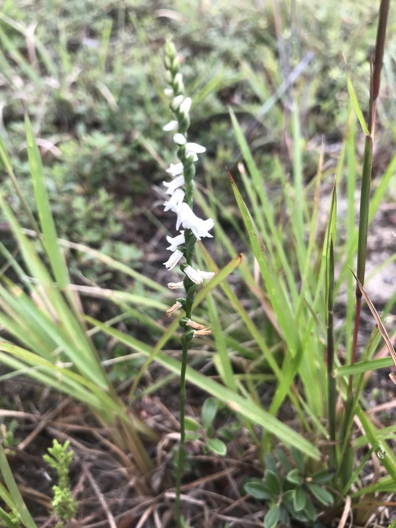 Little Lady's Tresses photo 4