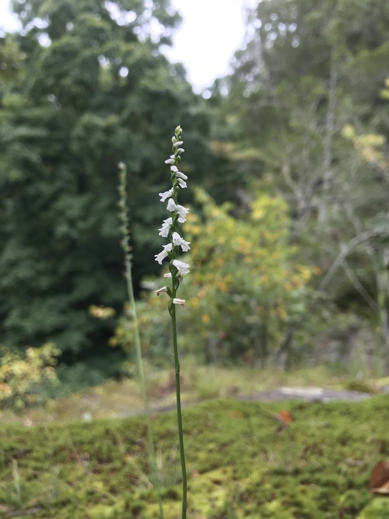 Little Lady's Tresses photo 5