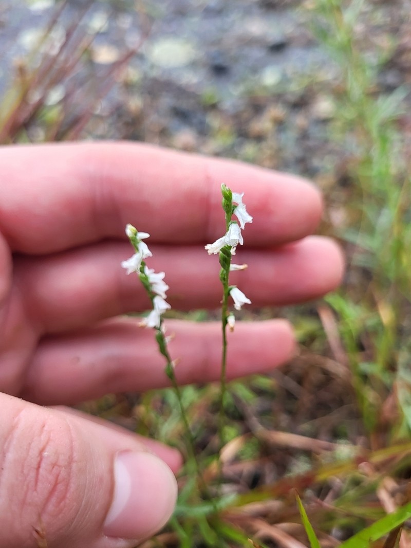 Little Lady's Tresses photo 6