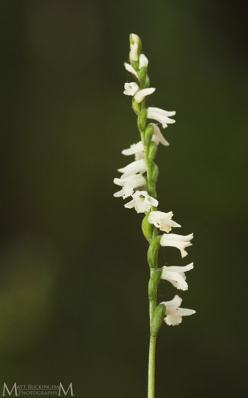 Little Lady's Tresses photo 7