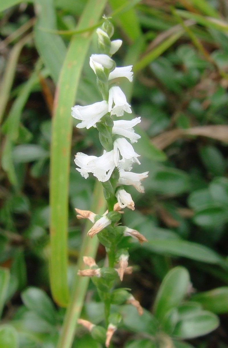 Little Lady's Tresses photo 8
