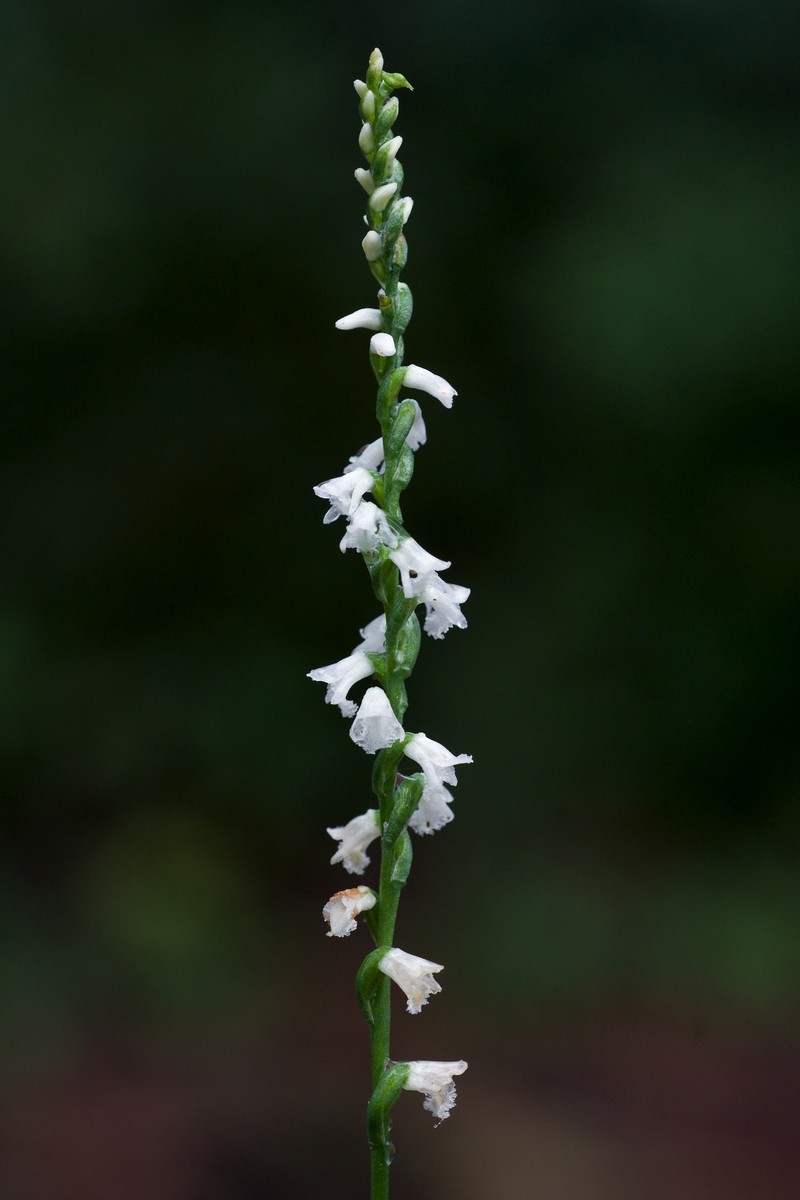 Little Lady's Tresses