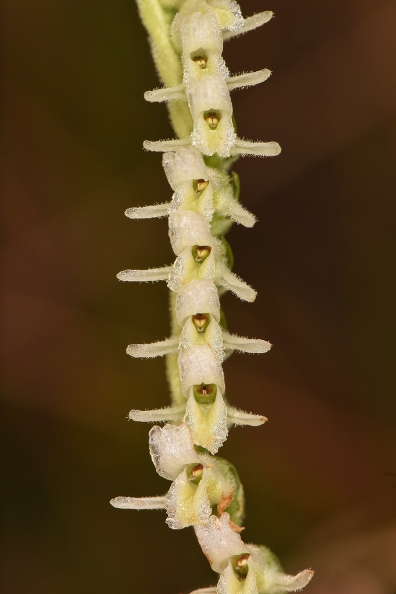 Spring Lady's Tresses photo 3