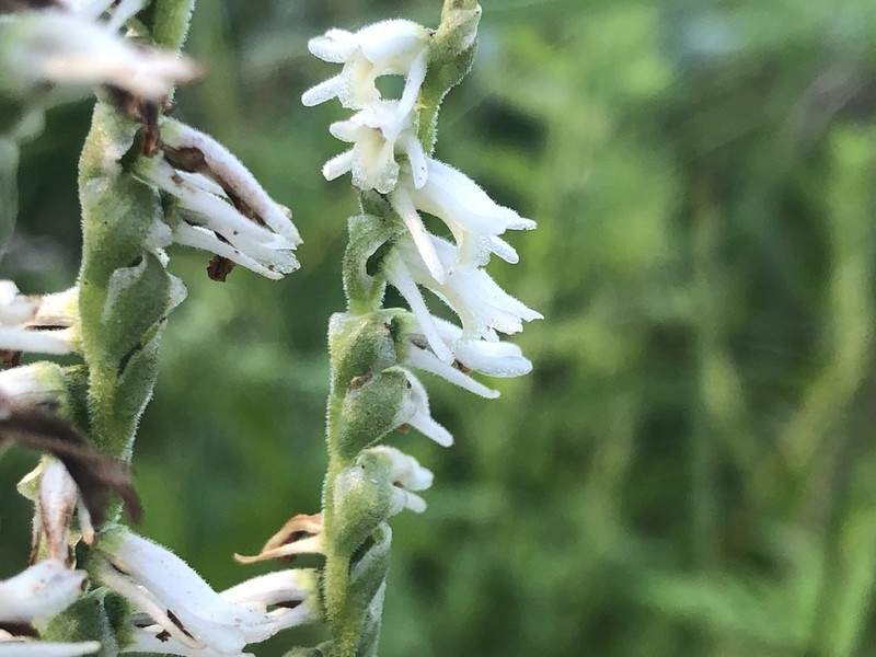 Spring Lady's Tresses photo 4