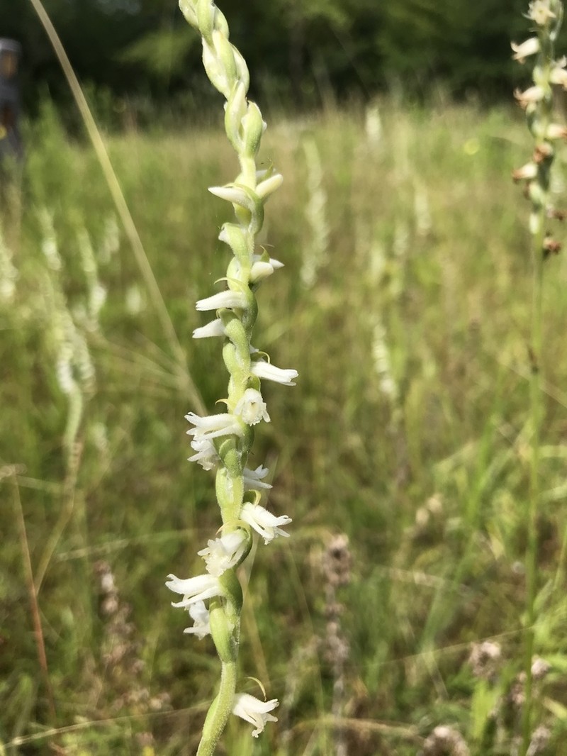Spring Lady's Tresses photo 5