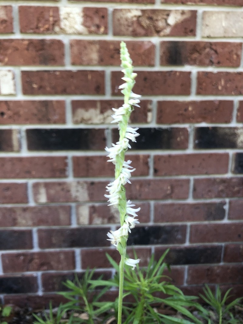 Spring Lady's Tresses photo 6