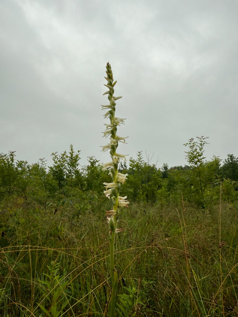 Spring Lady's Tresses photo 7