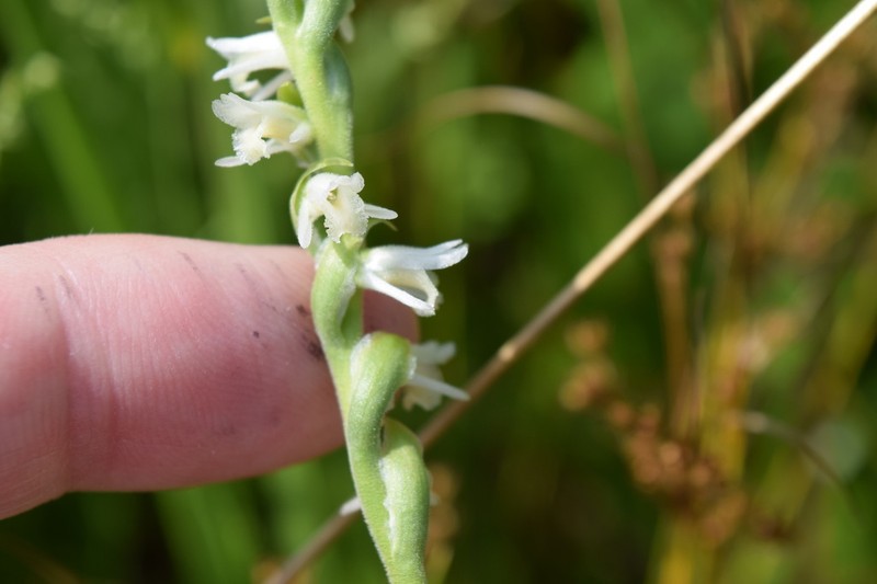 Spring Lady's Tresses photo 8