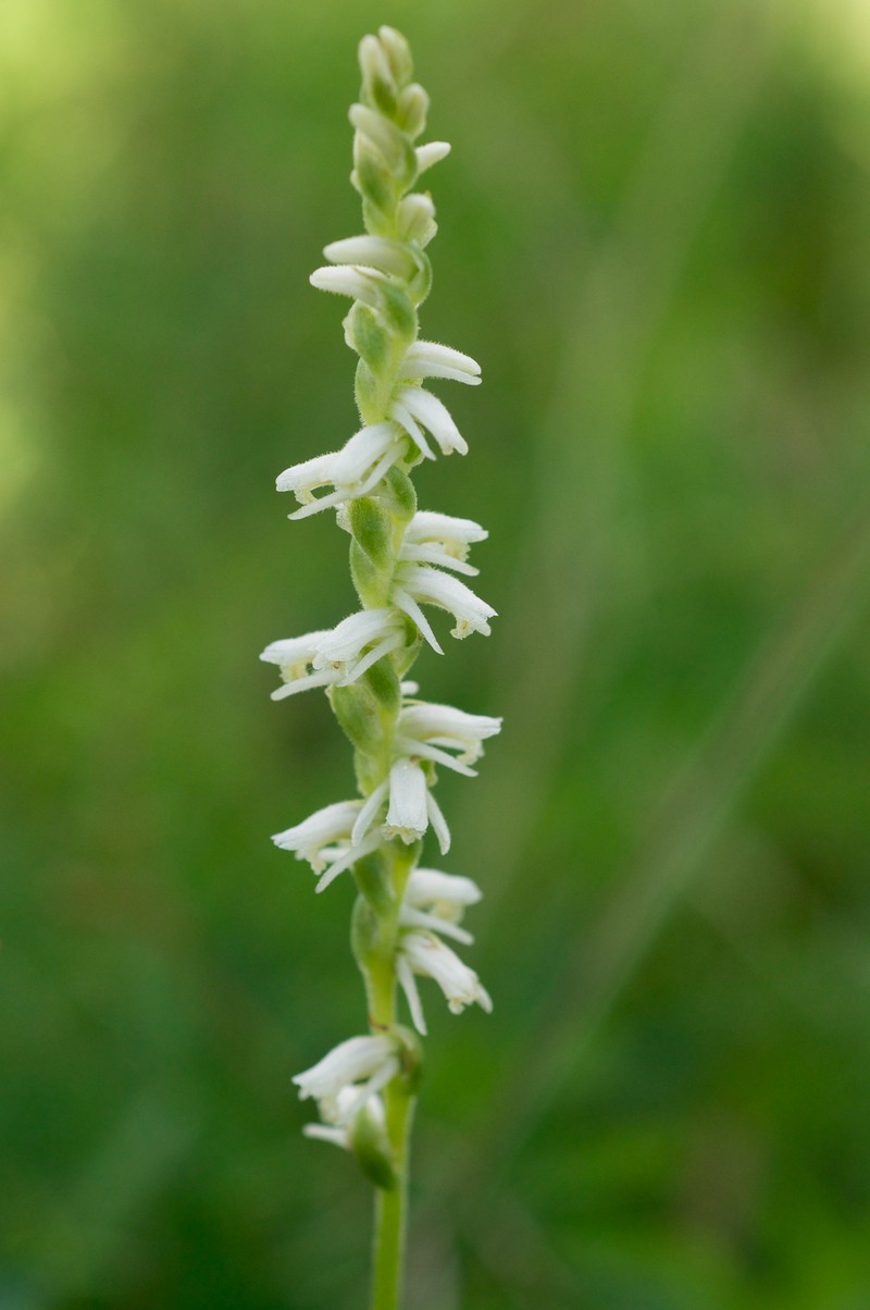 Spring Lady's Tresses
