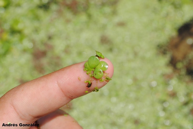 Intermediate Duckweed