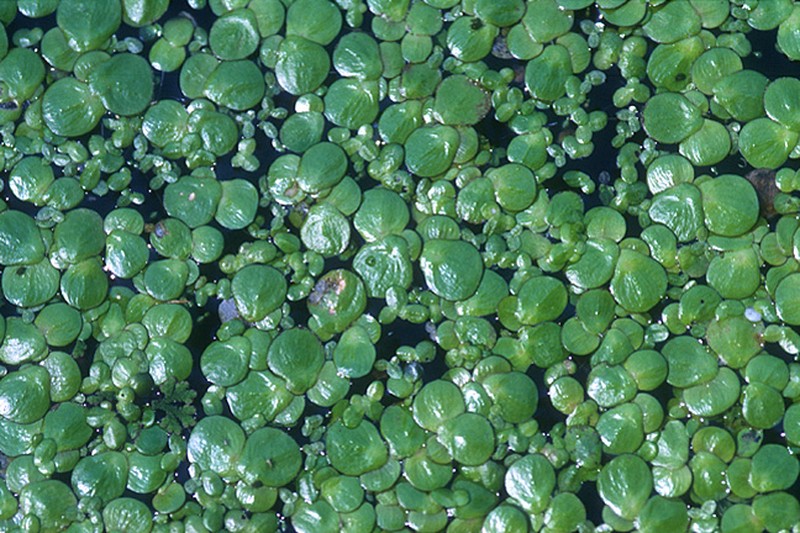 Common Duckmeat
