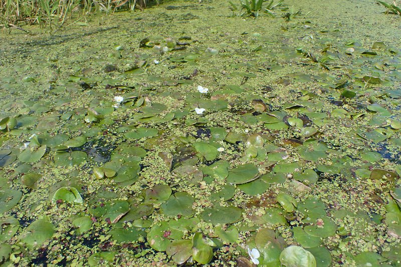 Common Duckmeat photo 7