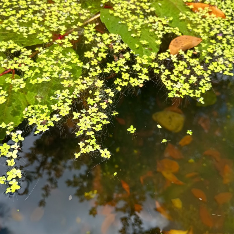 Dotted Duckmeat photo 6