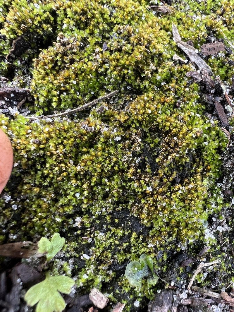Splachnobryum Moss