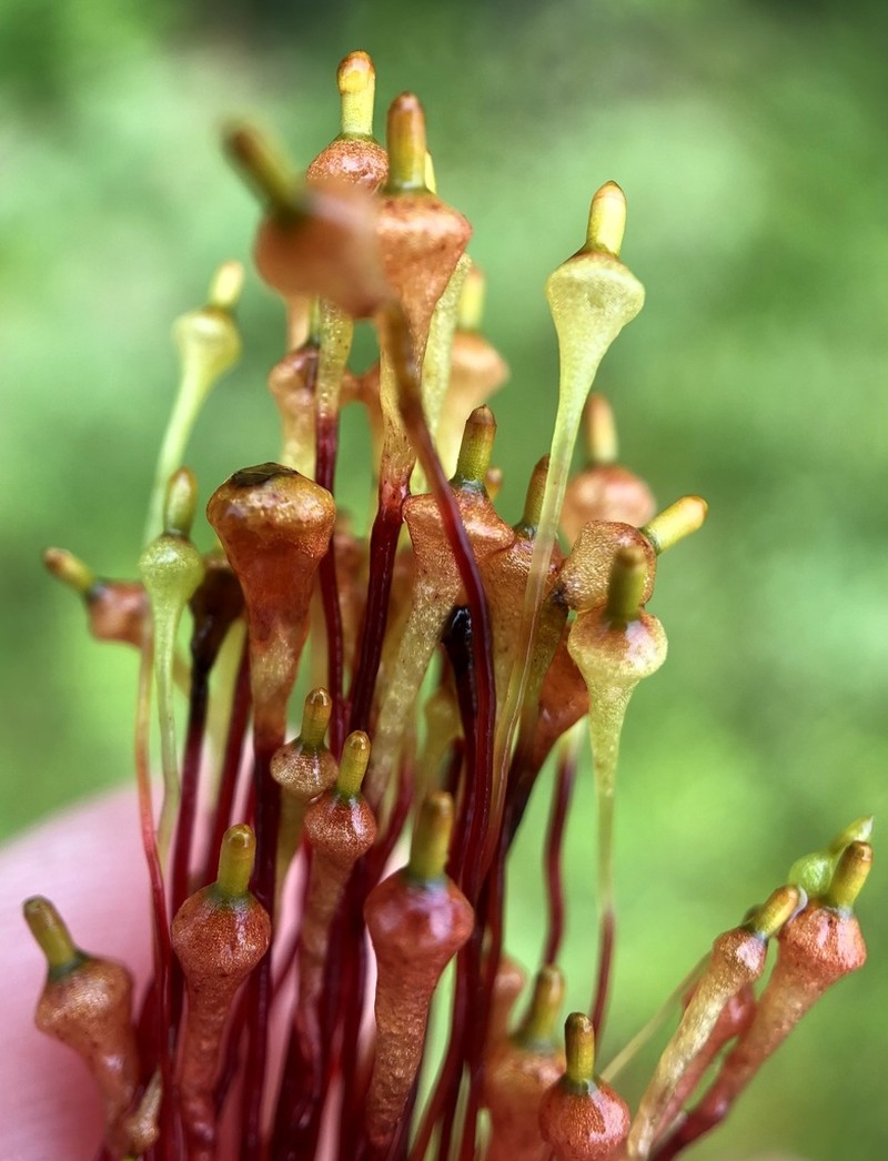 Small Capsule Dung Moss