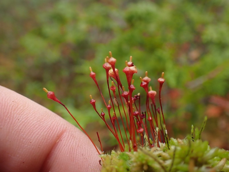 Small Capsule Dung Moss photo 2