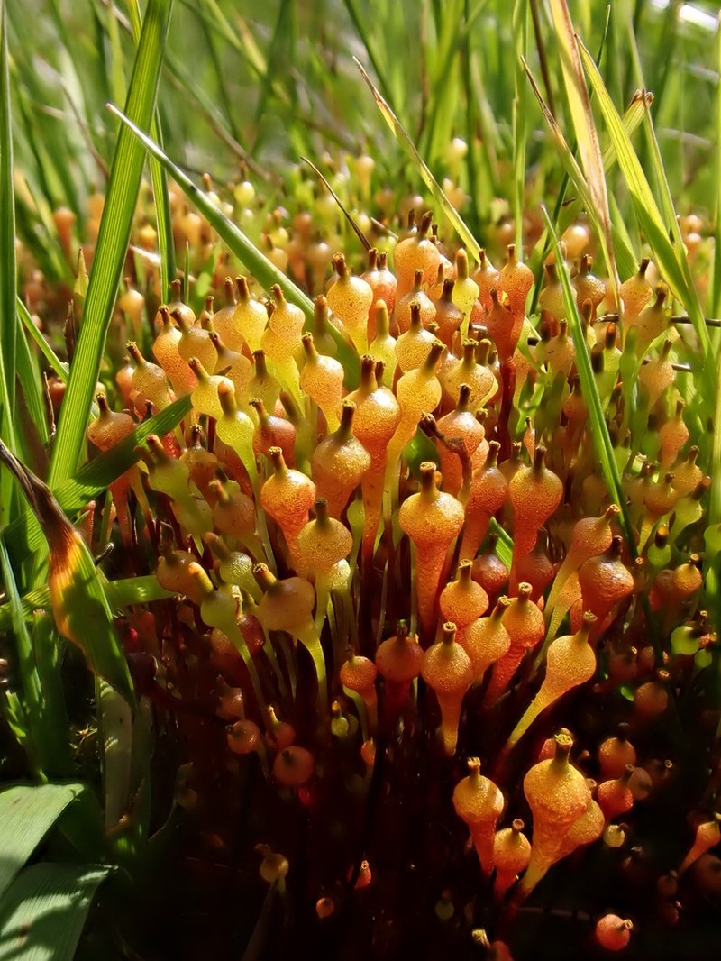 Small Capsule Dung Moss photo 3