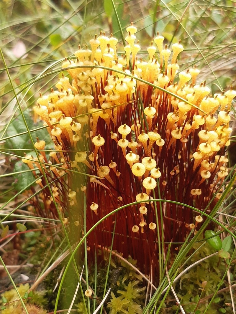 Small Capsule Dung Moss photo 4