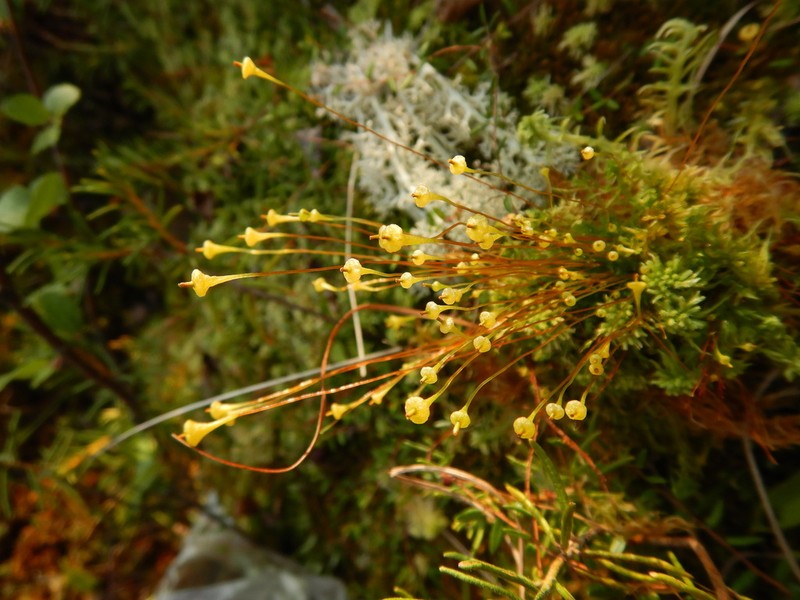 Small Capsule Dung Moss photo 7