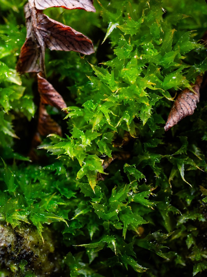 Small Capsule Dung Moss photo 8
