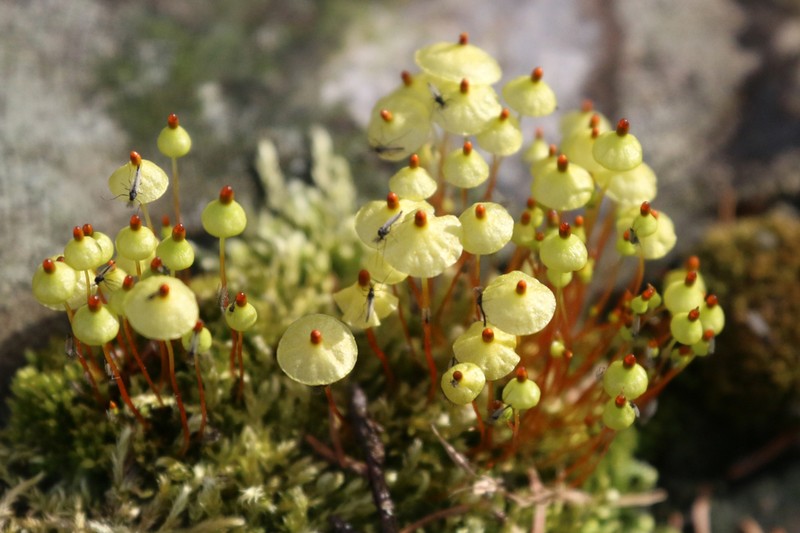 Yellow Moosedung Moss