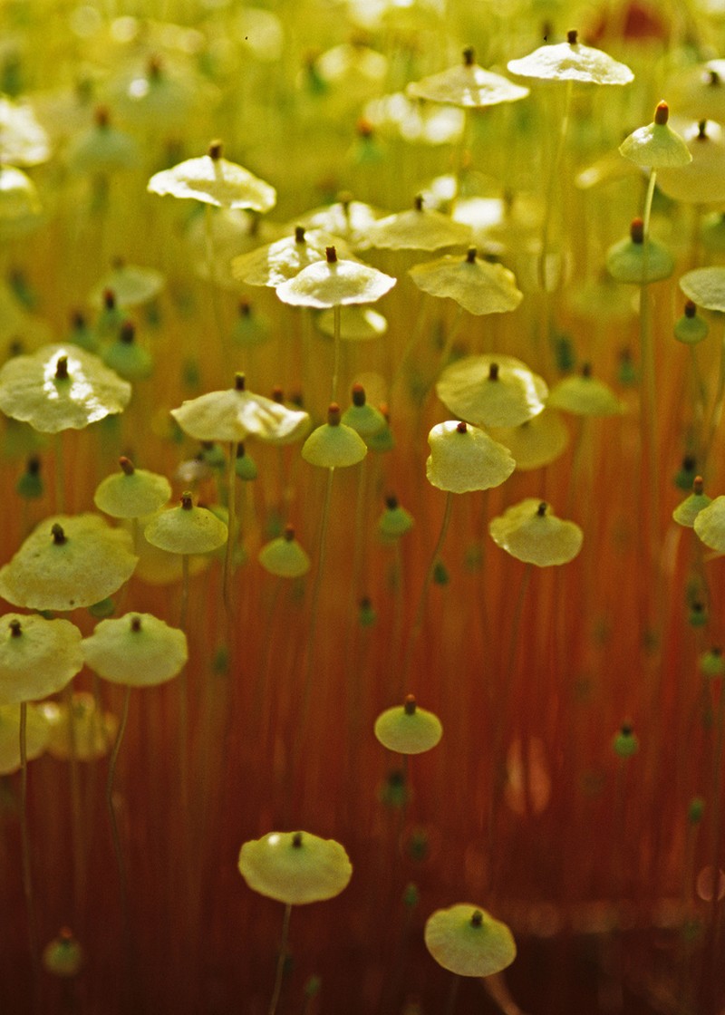 Yellow Moosedung Moss photo 2