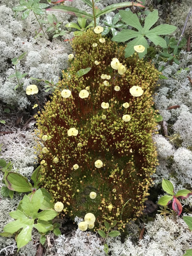 Yellow Moosedung Moss photo 3